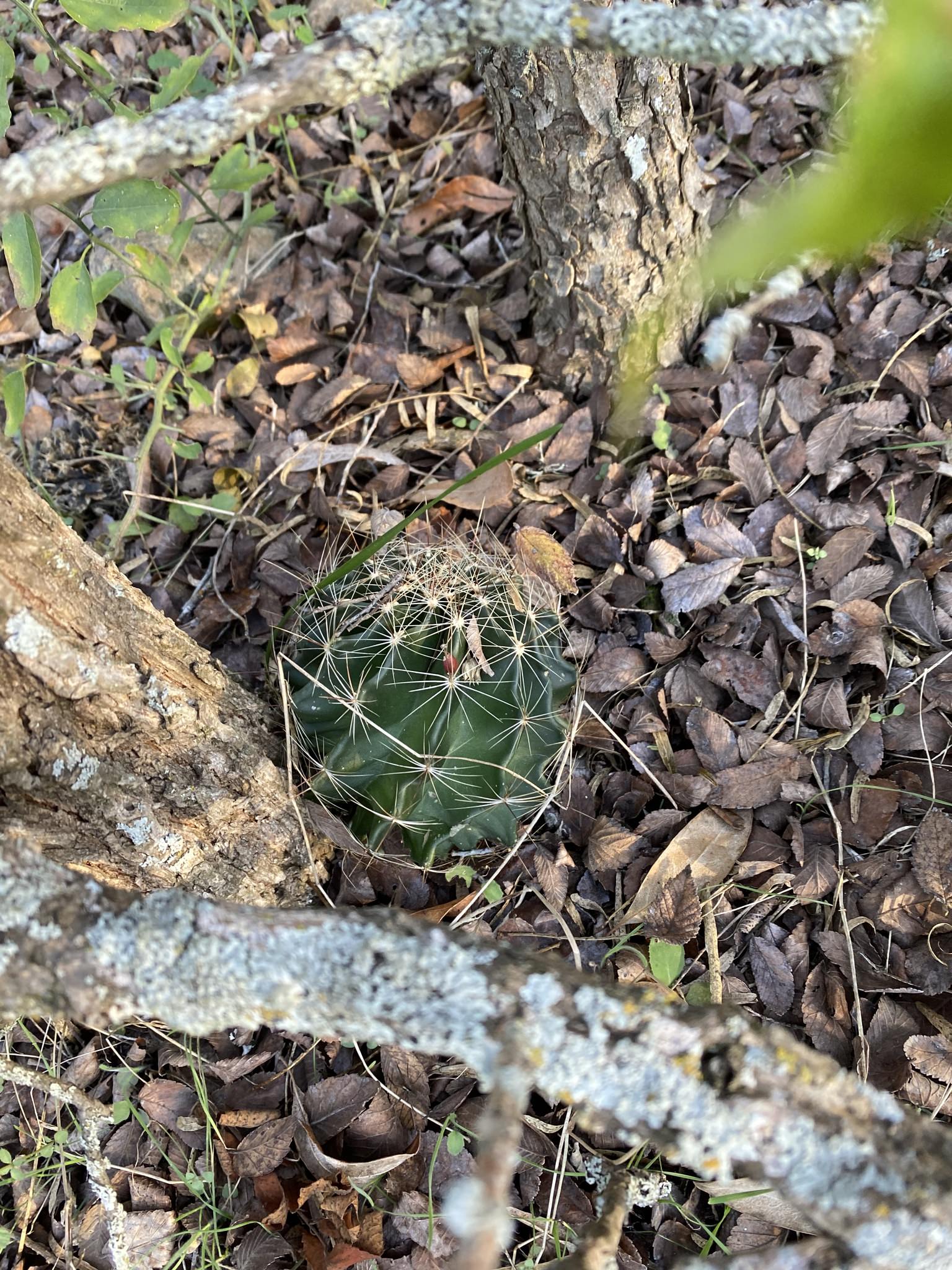 Thelocactus setispinus var orcuttii